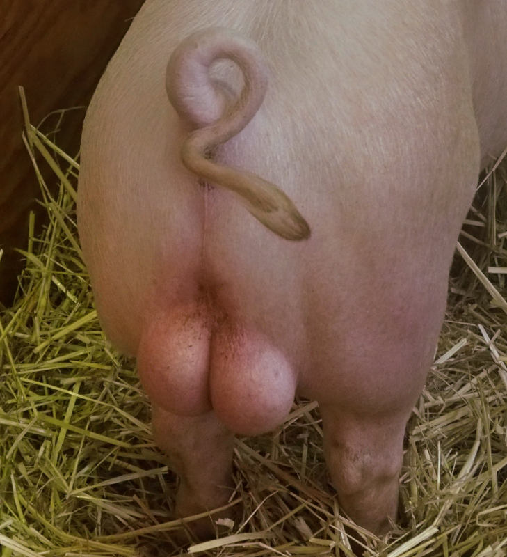 The other end of a large pig