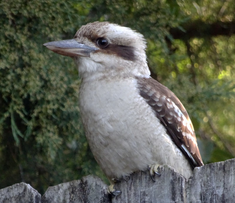 Best Kookaburra