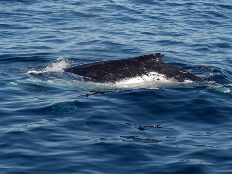 Just its back and a distinguishing fin