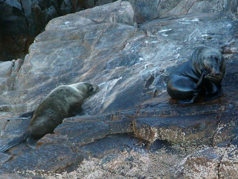 Seals on the rocks