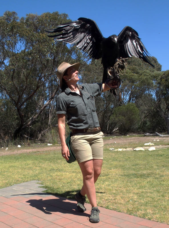 Wedge-tailed eagle