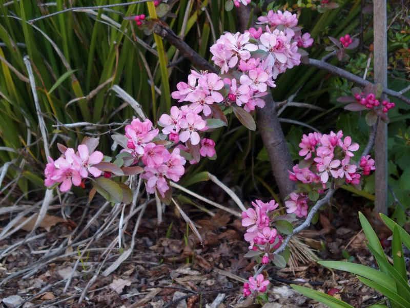In a garden beside a laneway