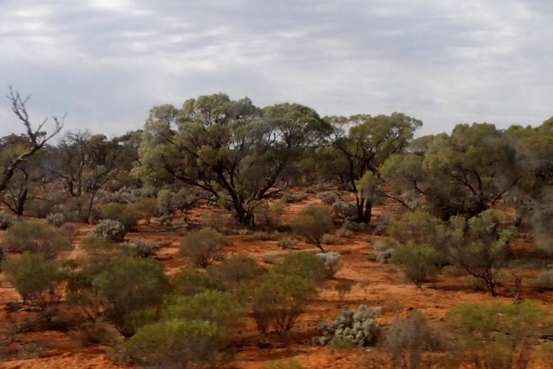 Before the Nullarbor is reached