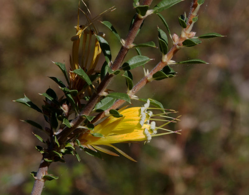 Lambertia echinata