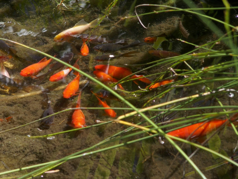Quiet fish