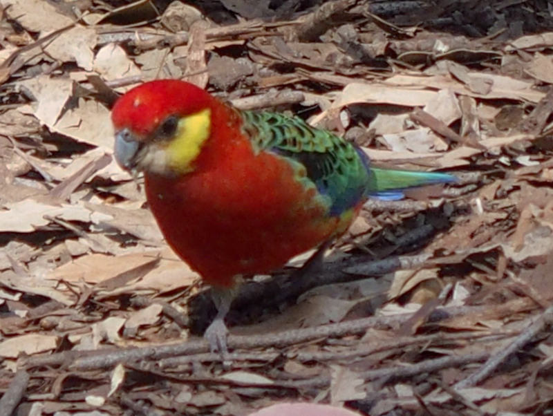 Western rosella