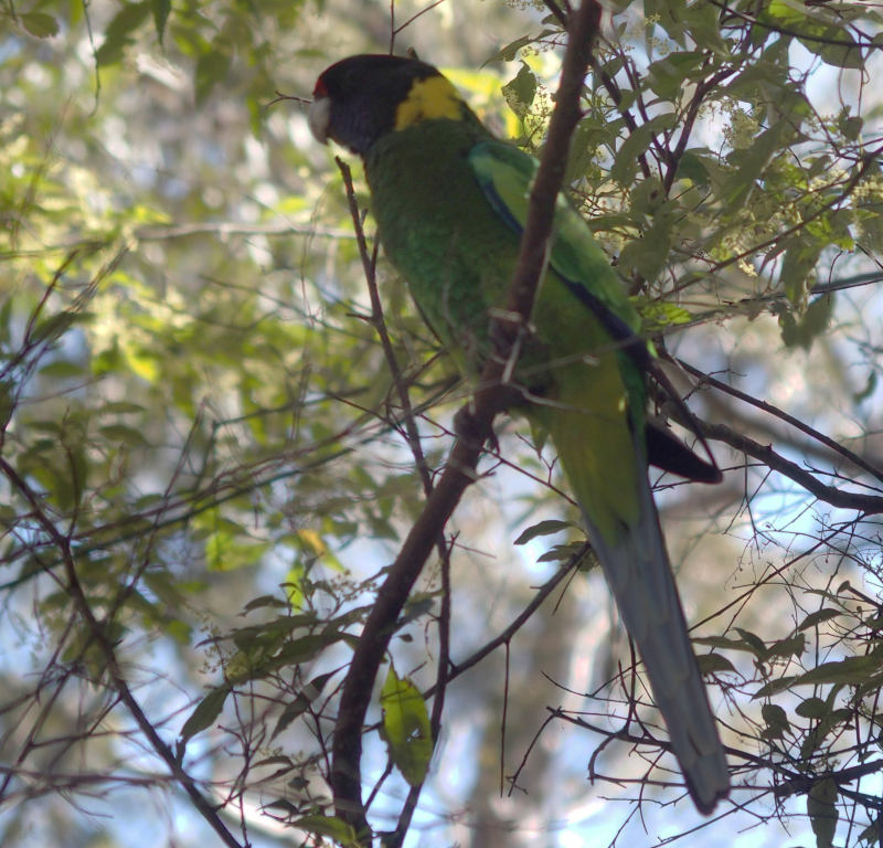 Ringneck parrot