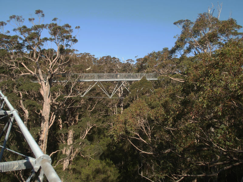 Treetop walk