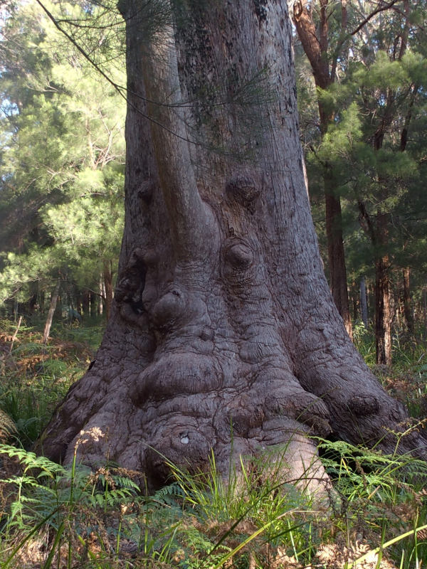 Elephants foot of a Tingle Tree