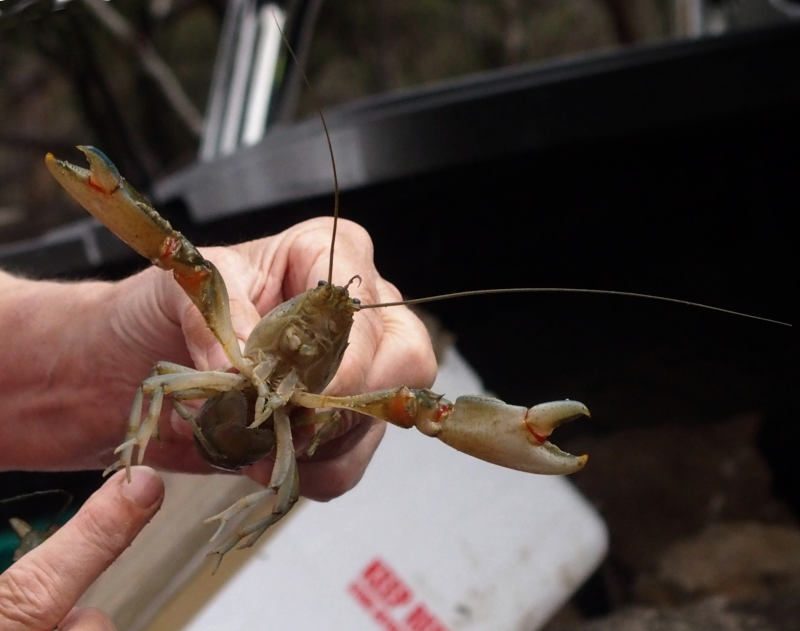 Yabbie