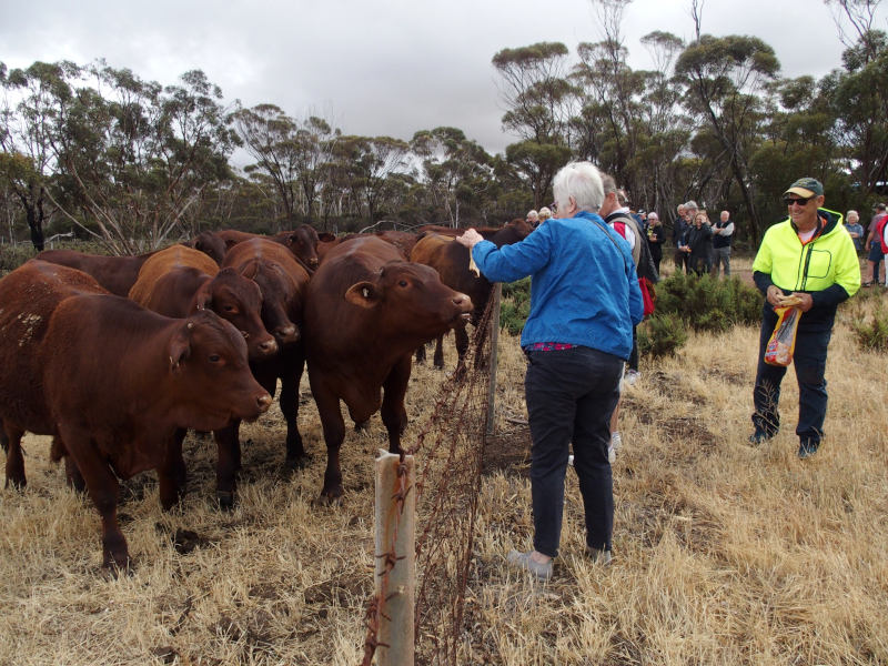 Feeding sliced bread to cattle