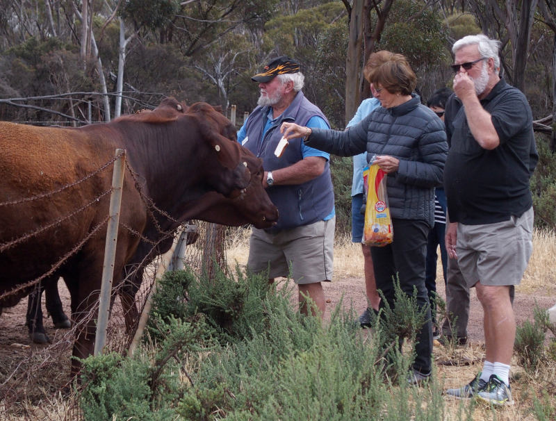 Feeding sliced bread to cattle