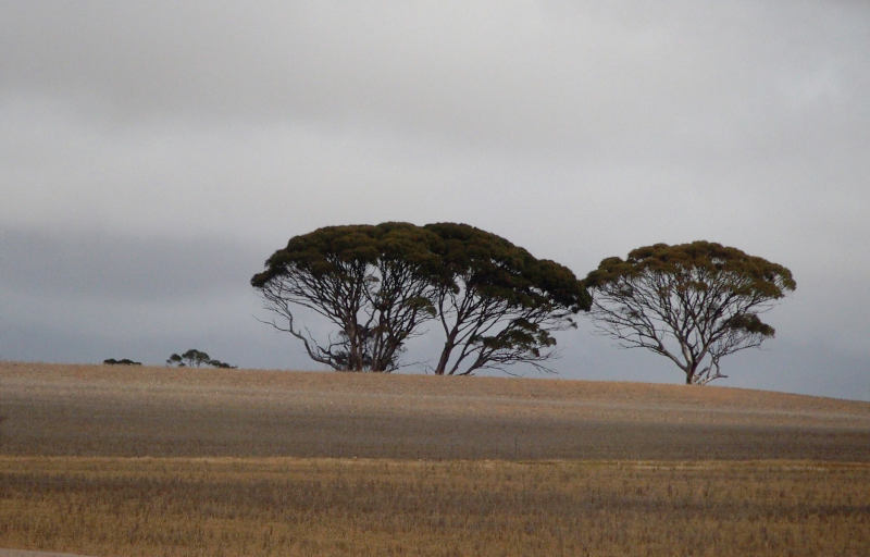 Wheat stubble, horizon, clouded sky