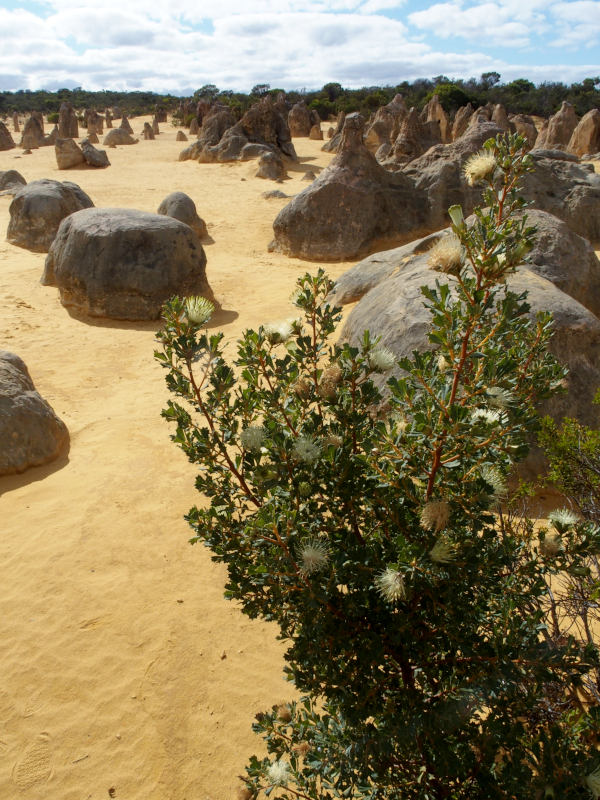 The Pinnacles - 5