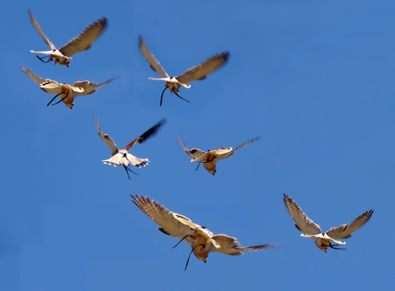 One hovering kestrel