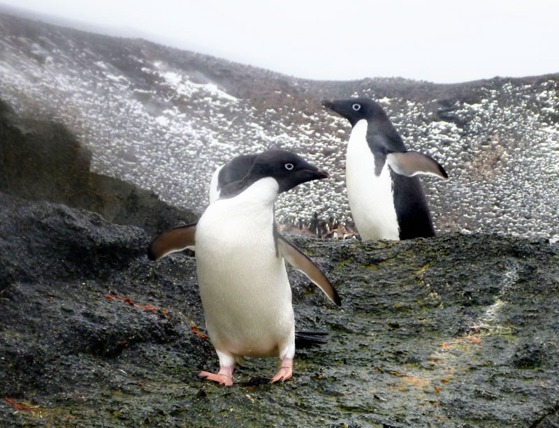 Adelie penguins, Gourdin Island, Antarctica