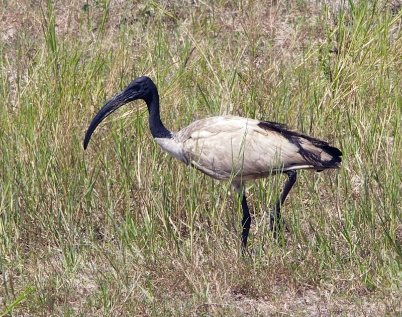 African Sacred Ibis, Botswana