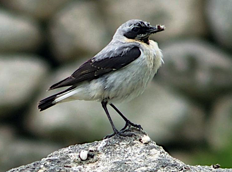 St Kilda Wren, Hirta, Scotland