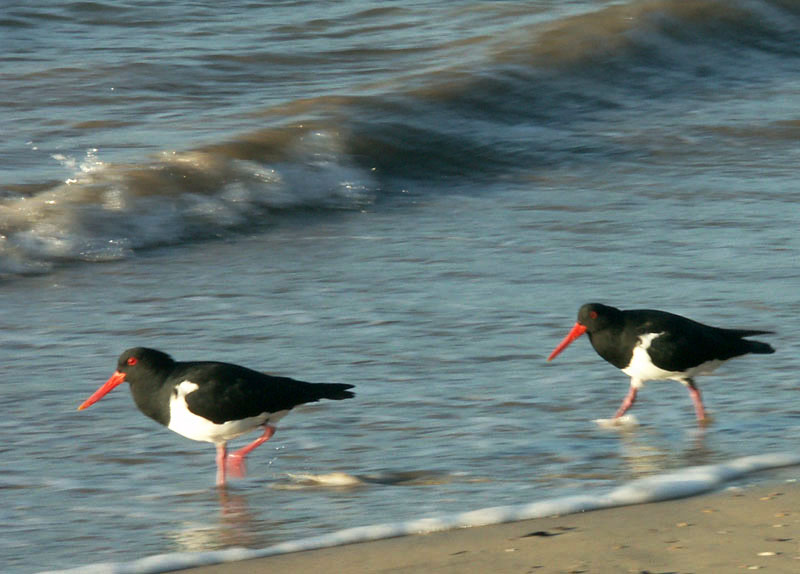 Australian pied oystercatchers, New South Wales