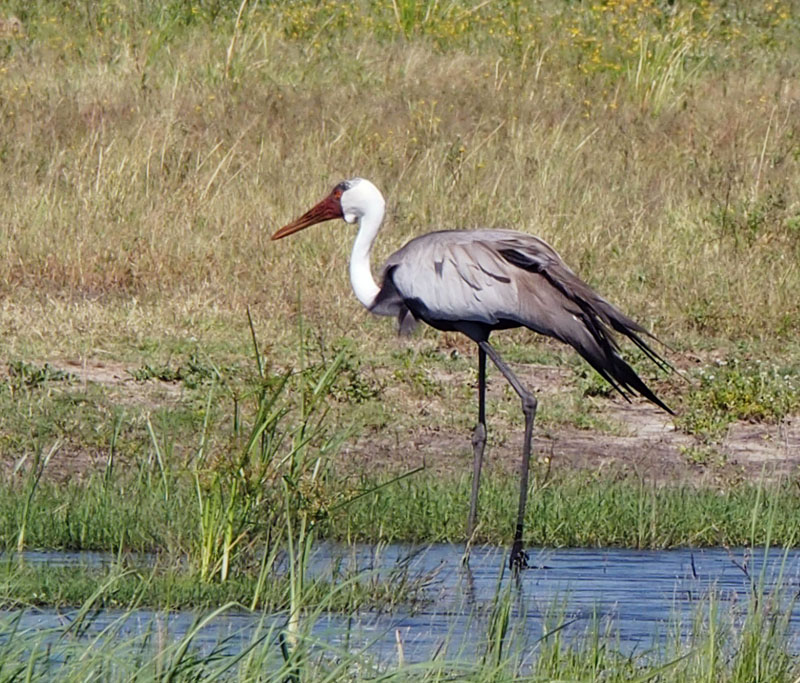 Grey heron, Botswana