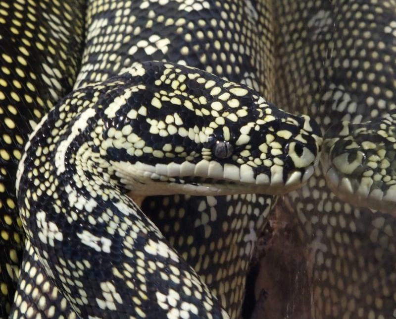 Diamond python examining its reflection