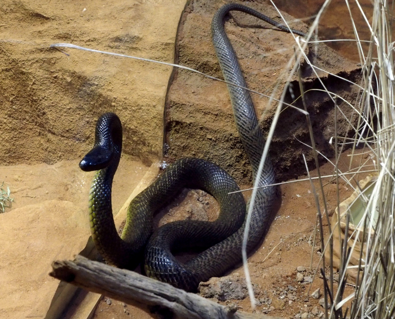 Taipan