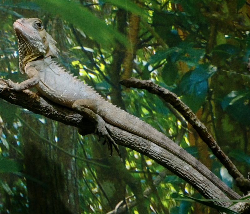 Forest dragon