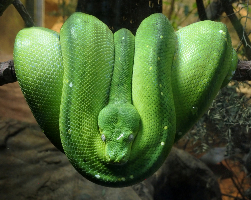 Green tree python