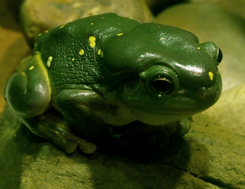 Magnificent tree frog