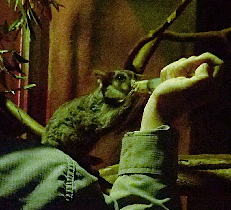 Hand feeding the feathertail glider in the nocturnal house
