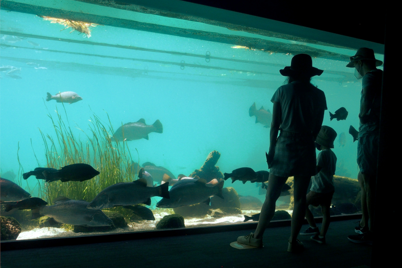 Aquarium visitors and residents