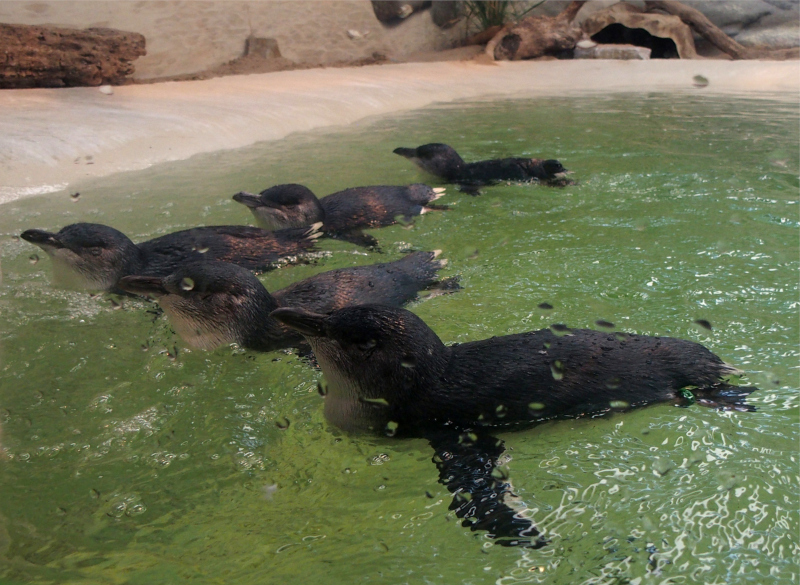 Fairy penguins