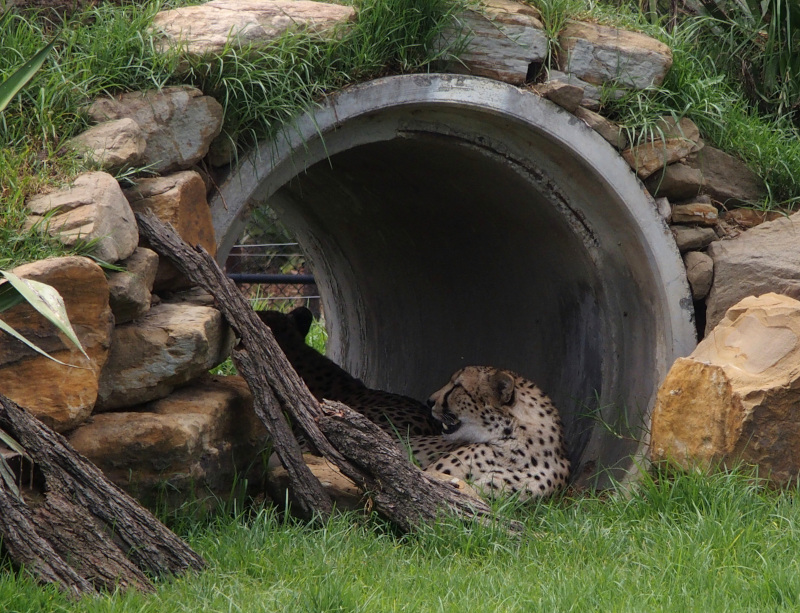Cheetahs