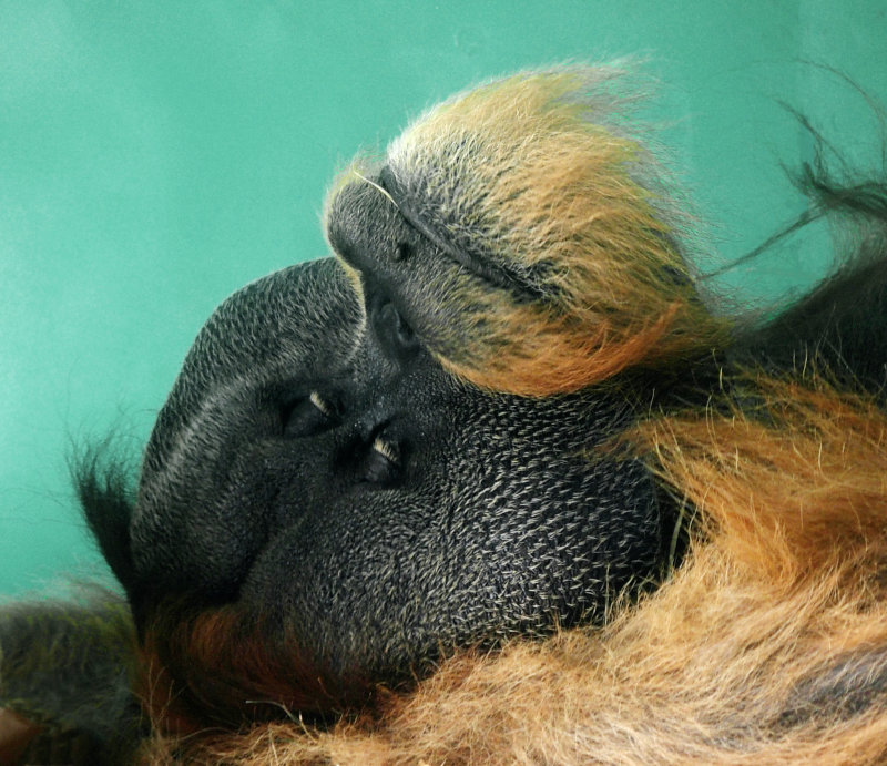Orangutan