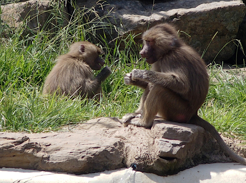 Baboons