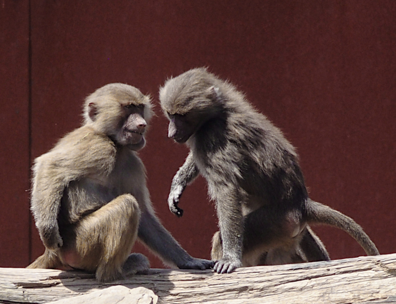Baboons