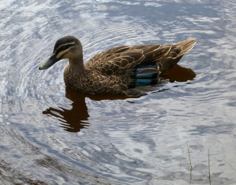 Black duck, Sydney