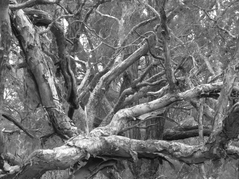 Paperback Branches