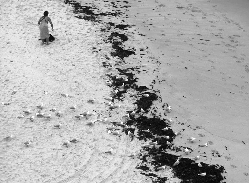 Bather, seaweed and 65 seagulls