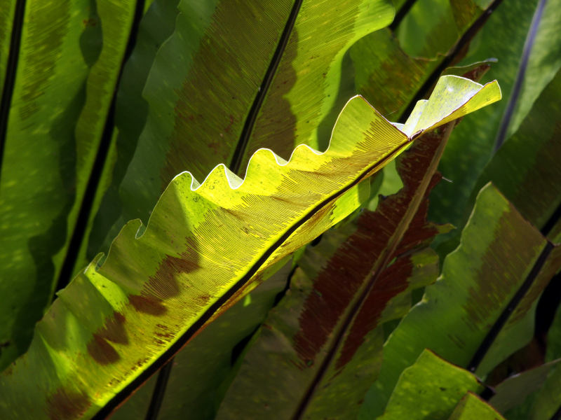 Leaf with coded message