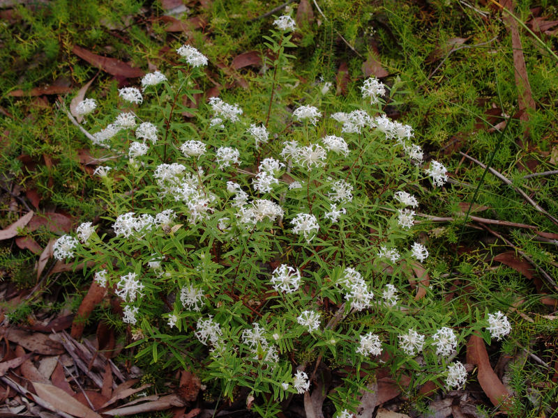 Pimelia, possibly