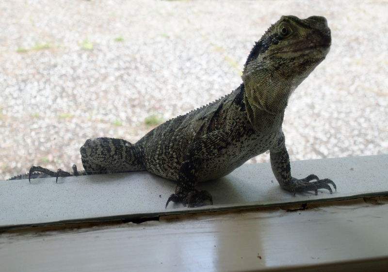 Eastern Water Dragon