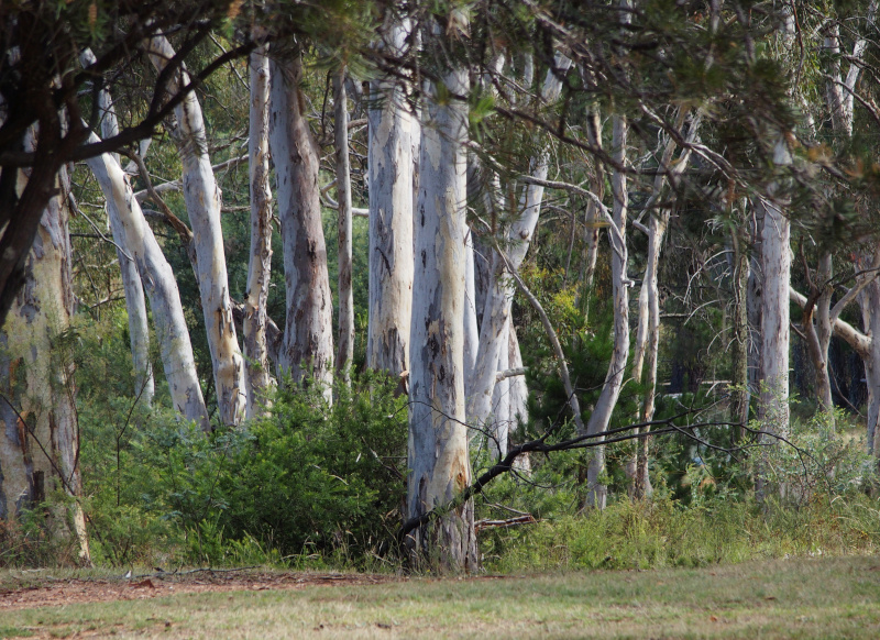 The way trees grow here