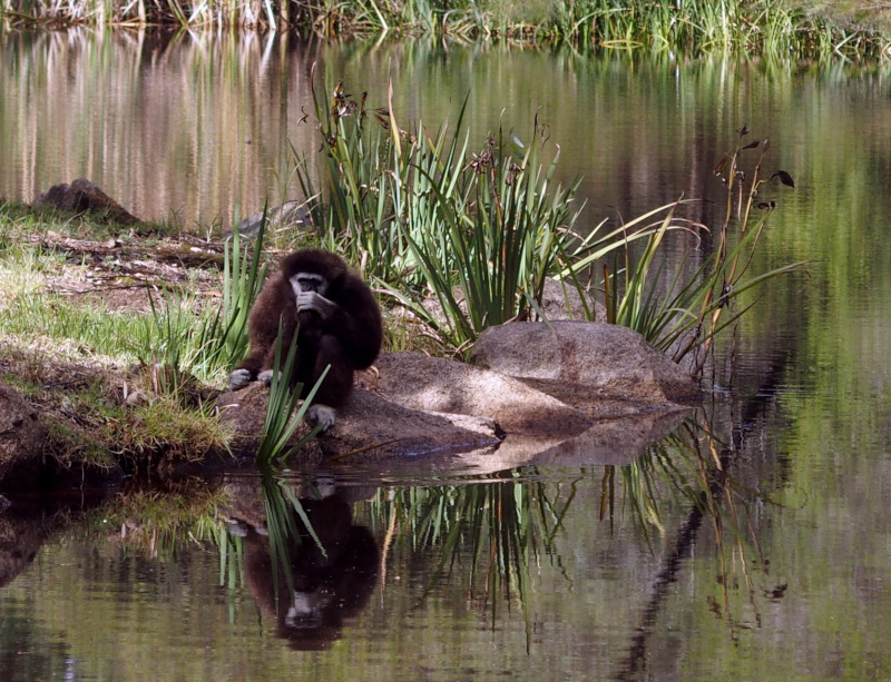 Gibbon