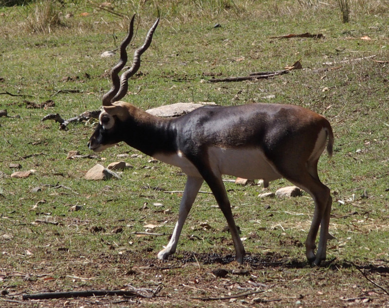 Blackbuck