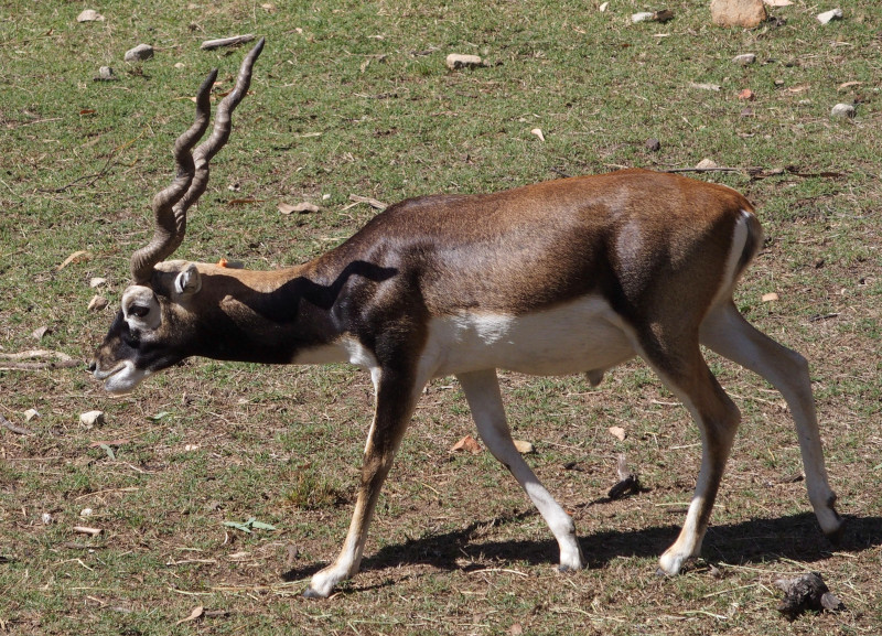 Blackbuck