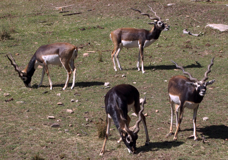 Blackbuck