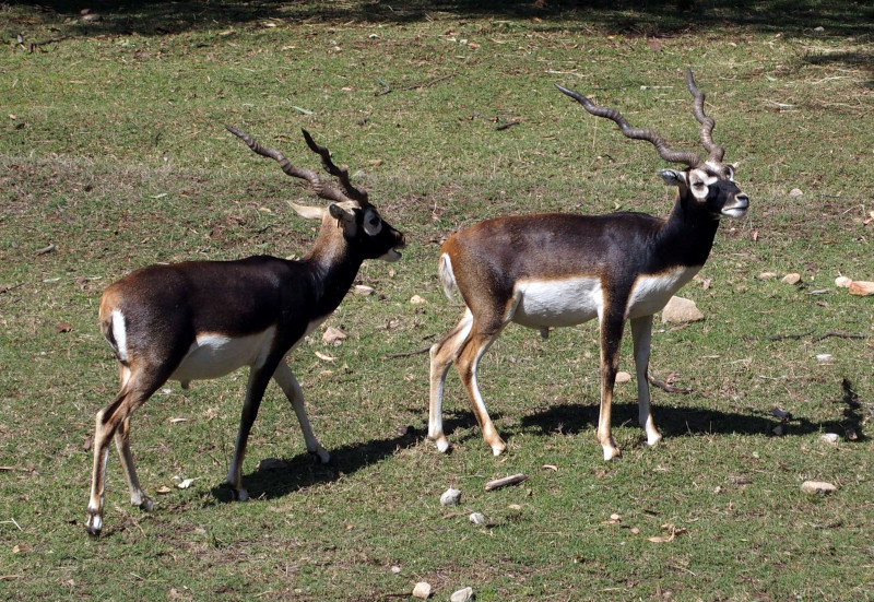 Blackbuck