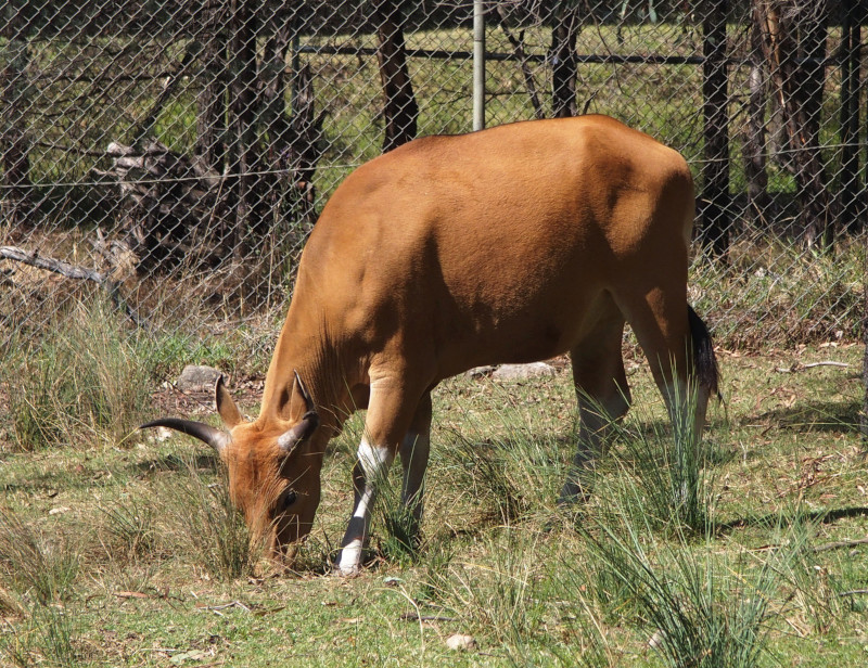 Banteng
