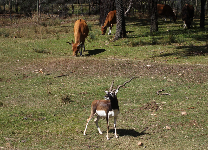 Banteng and blackbuck